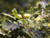 Common Oak - Quercus robur 2