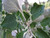 Silver poplar-Populus alba 2