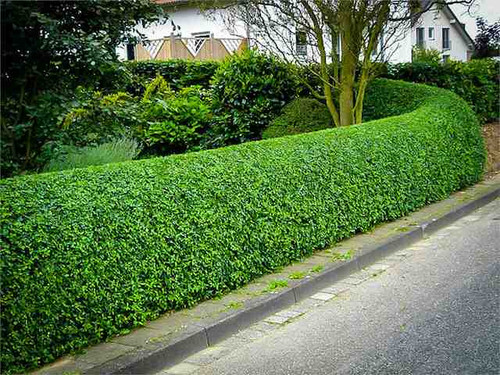 Privet hedge bare root plants for sale