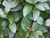 Priver hedge bare root plants leaf close up
