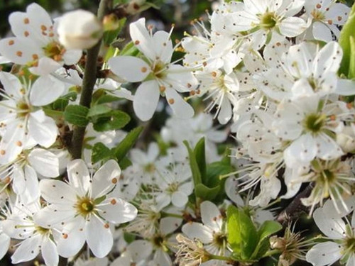 Prunus Avium Wild Cherry