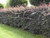 Copper beech hedge bare root plants for sale