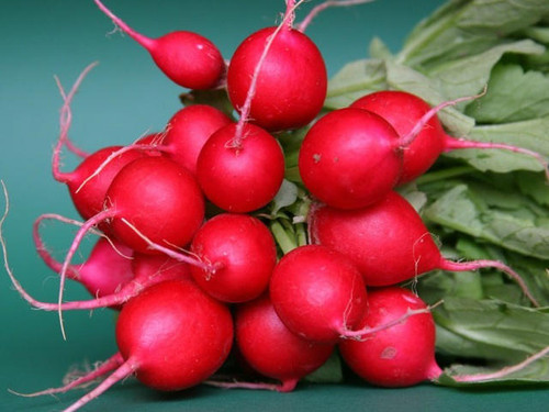 Short top forcing is a bright red variety of radish
