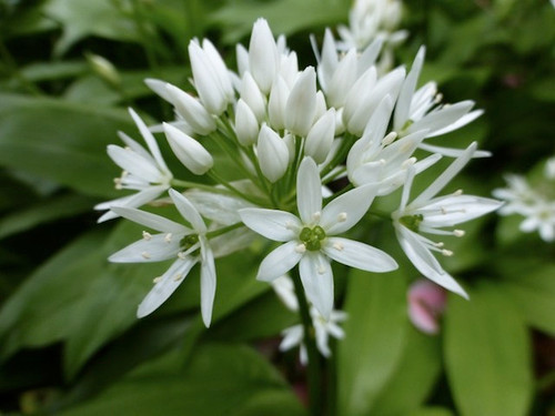 Wild garlic for salads and pesto