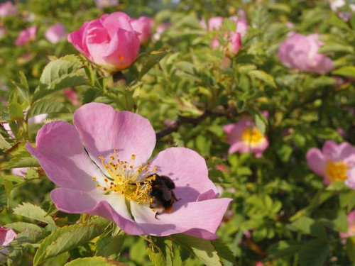 Rosa canina dog rose bare root hedge