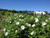 white rugosa rose hedge plants