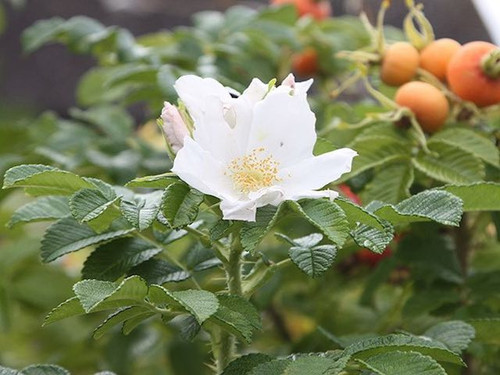 White rugosa rose