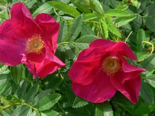 Rosa rugosa rubra bare root hedge