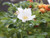 White rosa rugosa bare root hedge plants