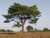 Scots pine bare root trees