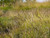 Sesleria autumnalis
