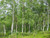 Silver birch - Betula pendula 1