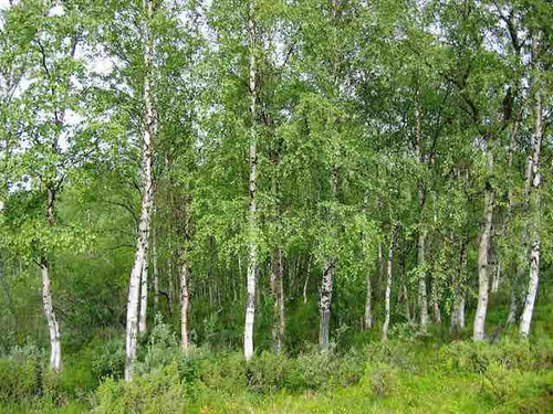 Silver birch - Betula pendula 1