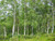 Silver birch - Betula pendula 1
