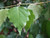 Silver birch - Betula pendula 2
