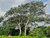 Silver poplar-Populus alba 1