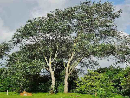 Silver poplar-Populus alba 1