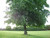Lime, Small-leaved -Tilia cordata 1