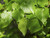 Lime, Small-leaved -Tilia cordata 2