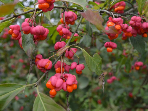 25 x European Spindle - Euonymus europaeus native hedging plants
