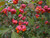 Spindleberry native bare root hedging plants