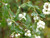 Snowberry Symphoricarpos alba