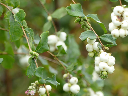 Snowberry Symphoricarpos alba