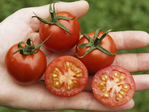 Cherry Tomato 'Primabella' seeds