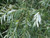 Willow Salix alba - White Willow 2
