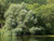 Willow Salix alba - White Willow 1