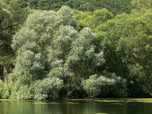 Willow Salix alba - White Willow 1