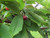 Fruiting cherry tree showing leaves and fruit