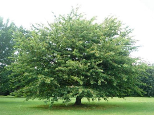 Wild cherry- Prunus avium 1