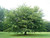 Wild cherry- Prunus avium 1