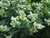 Wild privet Ligustrum ovalifolium native hedging mix