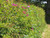 Bird and wildlife friendly native hedge pack