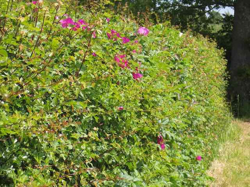 Bird and wildlife friendly native hedge pack