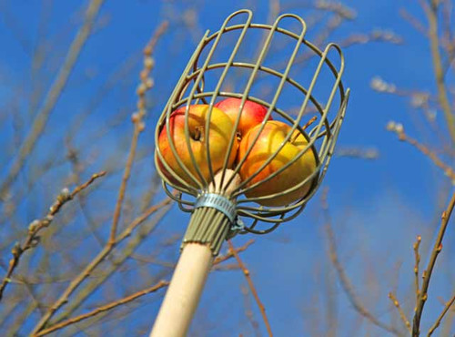Wirework apple picker for harvesting apples from trees