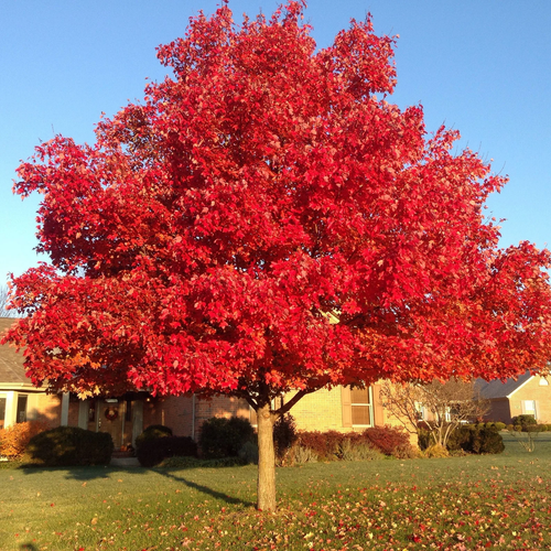 Red oak in a garden